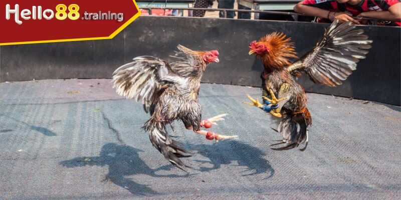 Bí quyết lựa chọn chiến kê cựa dao