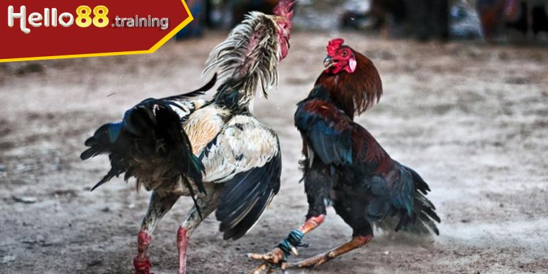 Đá gà cựa sắt