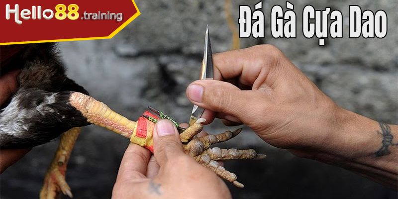 Khái quát về đá gà cựa dao là gì?