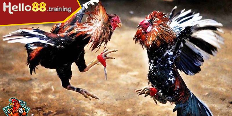 Kinh nghiệm cá cược cựa dao từ cao thủ