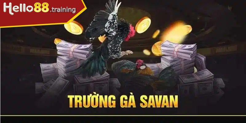 Lý do lựa chọn sàn đấu Savan
