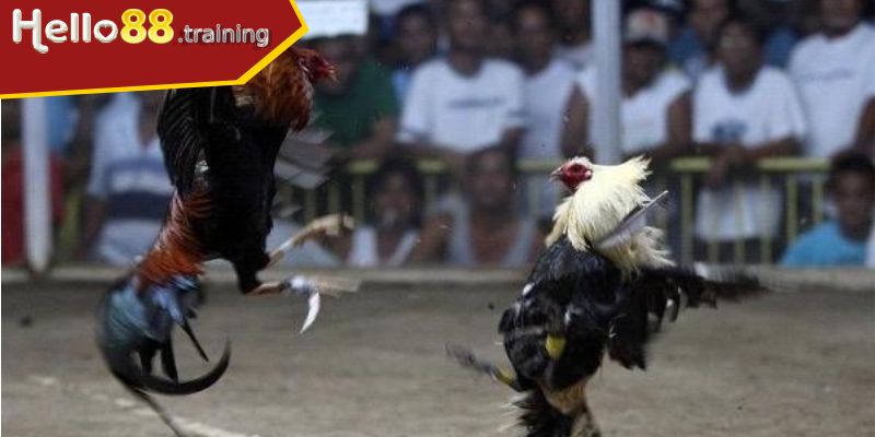 Một số chiến kê cựa dao nổi tiếng