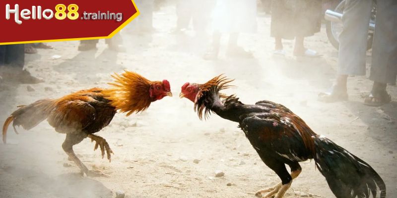 Theo dõi trận đấu đá gà Hello88 tiện lợi