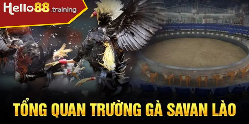 Trường Gà Savan là gì?